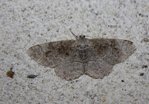 Réf. 236 903 : Alcis repandata